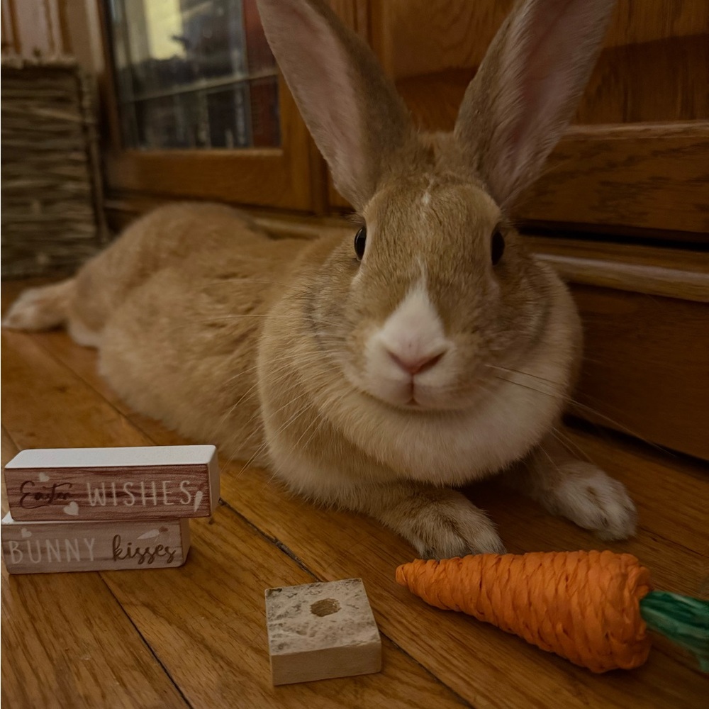 $5 SHARE SHOW FLYER 🐰🐰🐰 - Picture 9 of 16